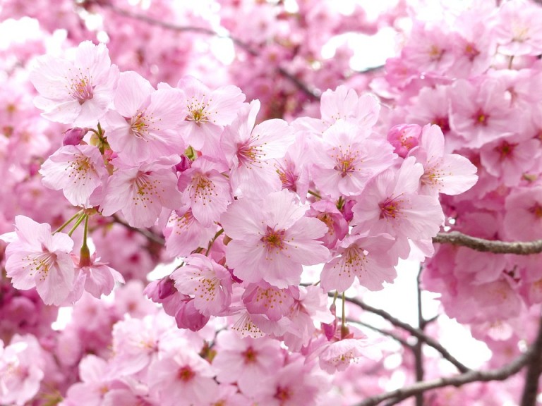 พยากรณ์ sakura 2026 ซากุระ 2026 ล่าสุด