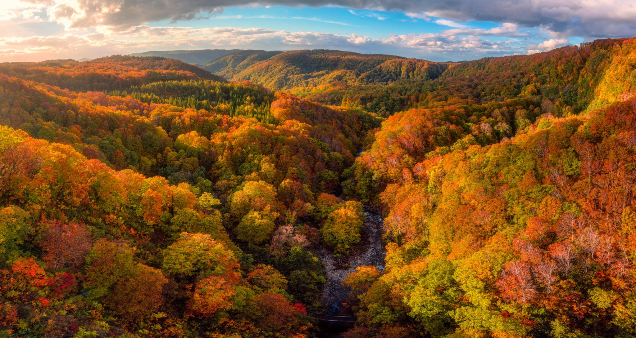 Aomori Autumn Forest