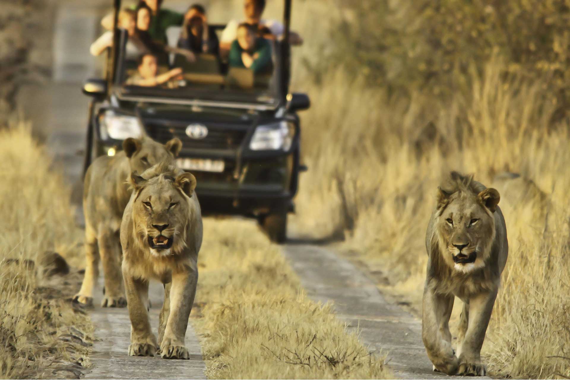 แอฟริกาใต้ Safari Lover