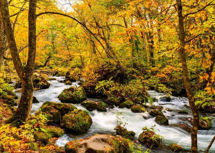 Aomori Autumn Forest