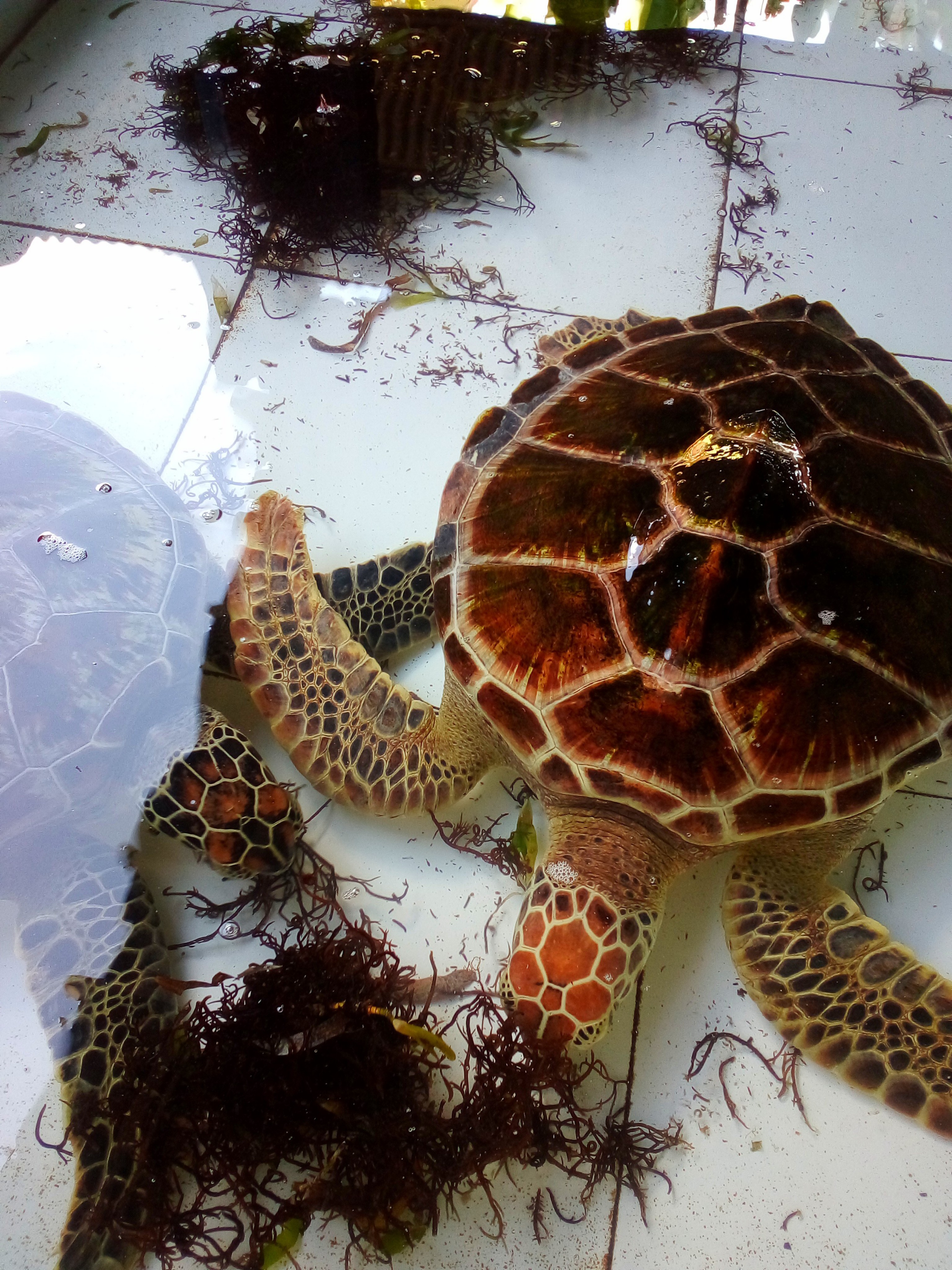 Tanjung Benoa – Turtle Conservation