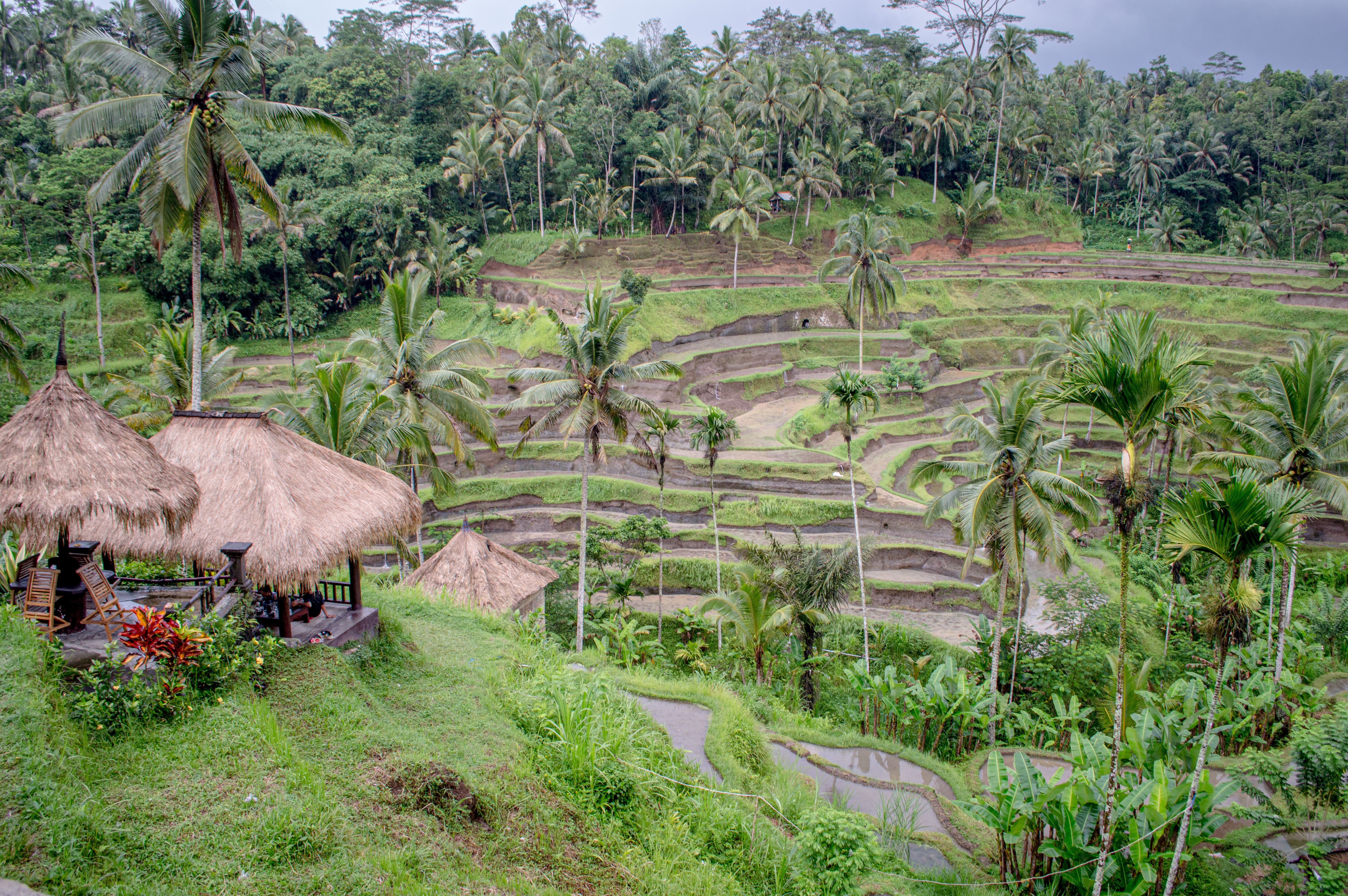 Tegalalang Rice Terrace