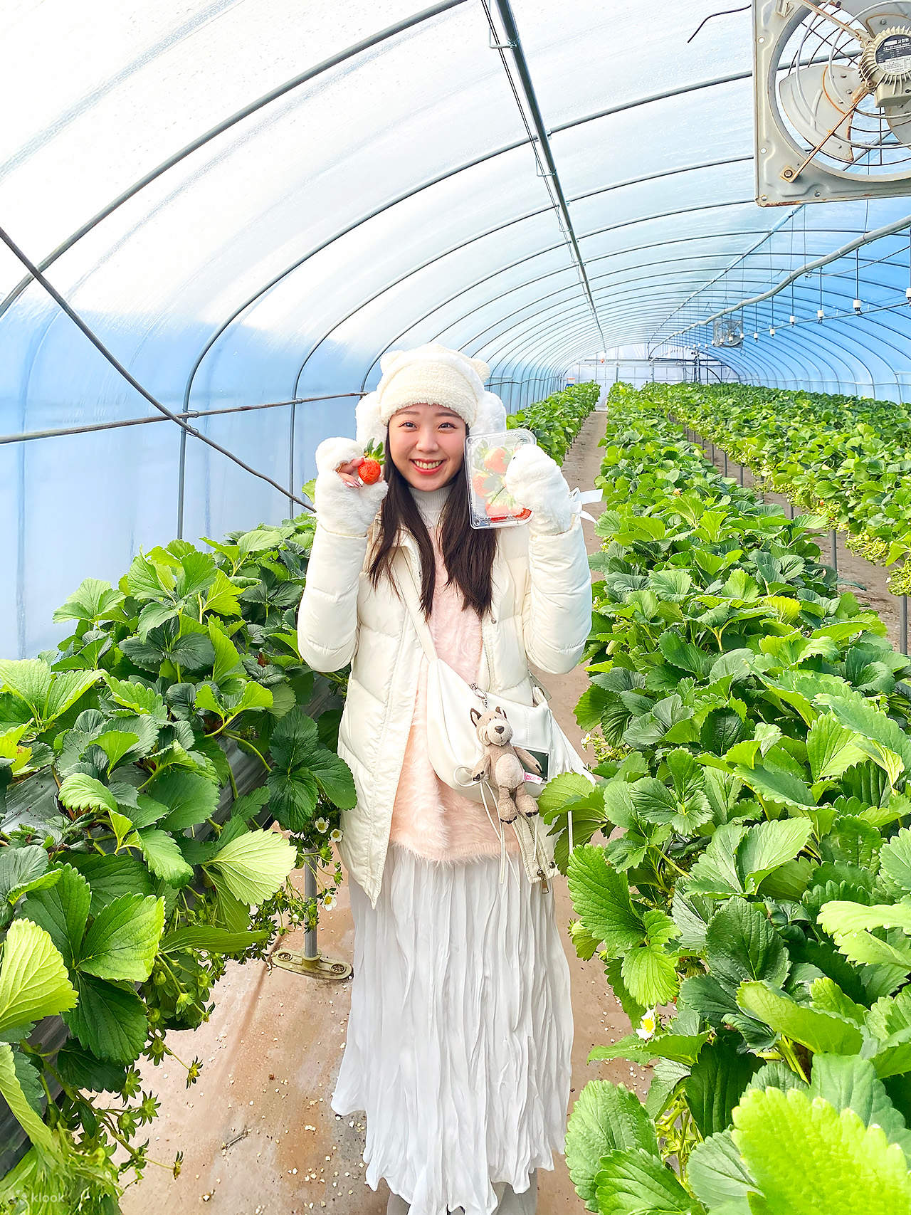 Strawberry Farm เกาหลี ทัวร์เกาหลีหน้าหนาว