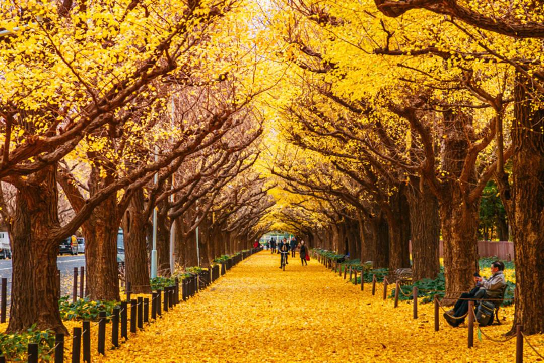 Tokyo – Ginkgo Avenue
